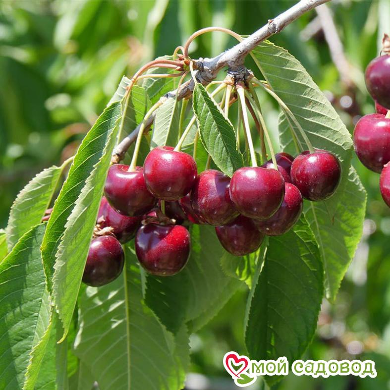 Вишня Стандарт Урала