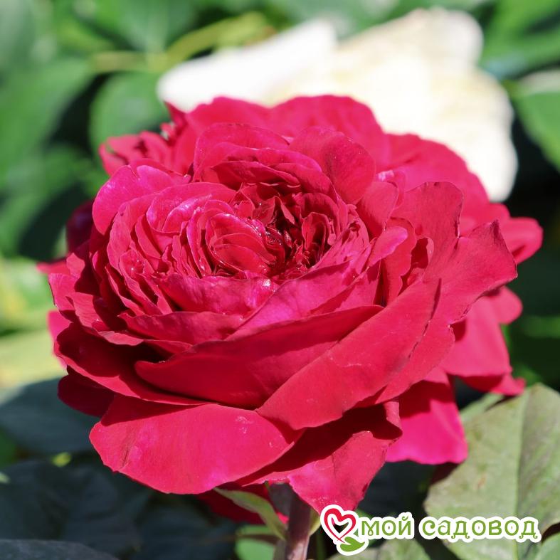 Роза чайно-гибридная Госпел