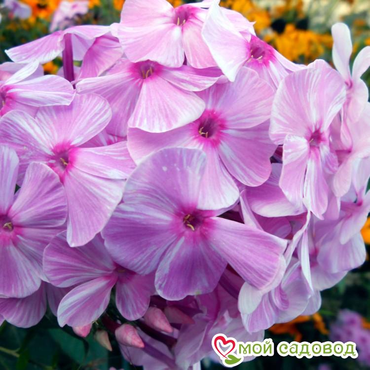 Флокс метельчатый Пикассо