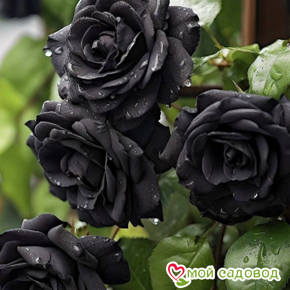 Роза Черная